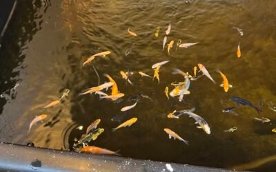 Tips for Keeping Your Garden Pond Healthy